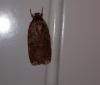 Agonopterix sp.